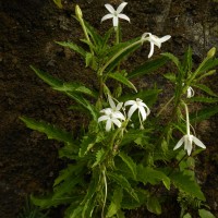 Hippobroma longiflora (L.) G.Don